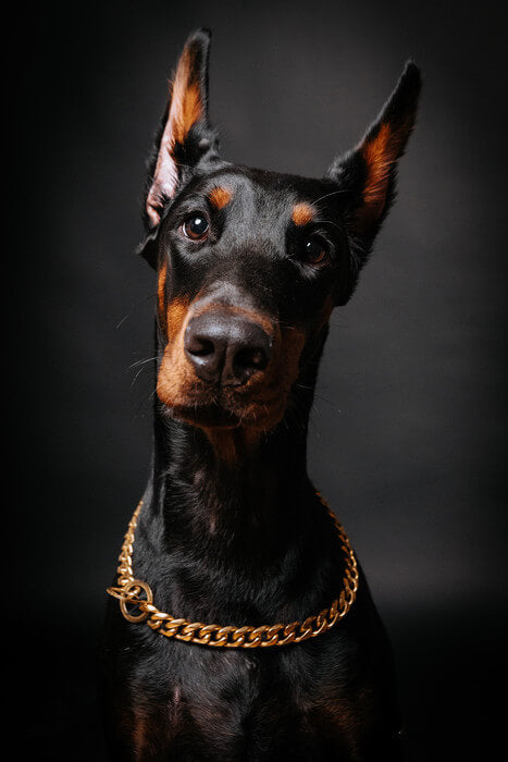 Amazon.com : Gold Dog Chain Collars 18K Metal Chain Dog Collar, Puppy Girl  Boy Cuban Link Dog Collar with Design Secure Buckle for Small Medium Large  Dogs (20