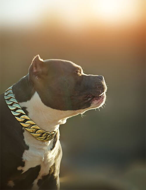 Dogchy: Gold Dog Chain, Cuban Link Dog Collars