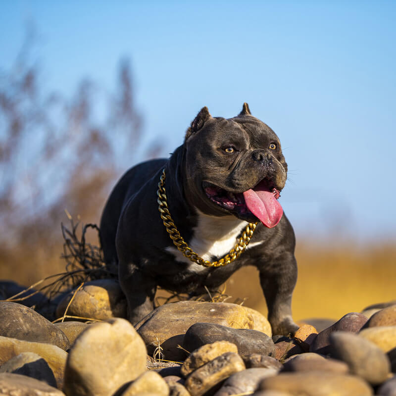 Leash Bully Chains Bully Collars American Bully Dog Chain Cuban